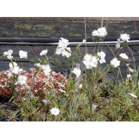 Dianthus plumarius fl. pl. Albus - Gefüllt blühende weiße Federnelke, 50 Pflanzen im 5/6 cm Topf