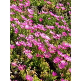 Delosperma cooperii - Mittagsblume, 3 Pflanzen