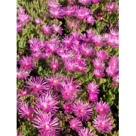 Delosperma cooperii - Mittagsblume, 3 Pflanzen