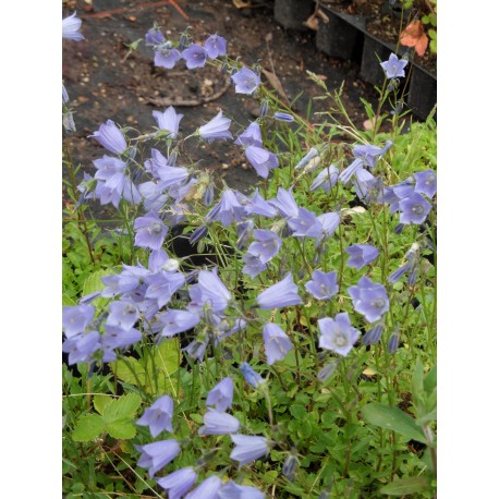 Campanula cochleariifolia Bavaria Blue - Zwerg-Glockenblume, 50 Pflanzen im 5/6 cm Topf