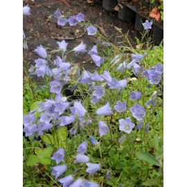 Campanula cochleariifolia Bavaria Blue - Zwerg-Glockenblume, 6 Pflanzen im 5/6 cm Topf
