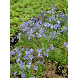 Campanula cochleariifolia Bavaria Blue - Zwerg-Glockenblume, 6 Pflanzen im 5/6 cm Topf