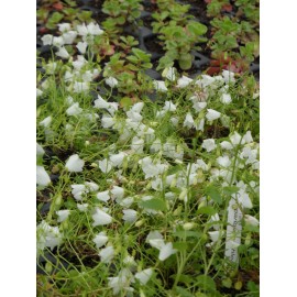 Campanula cochleariifolia Bavaria White - Zwerg-Glockenblume, 50 Pflanzen im 5/6 cm Topf