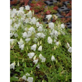 Campanula cochleariifolia Bavaria White - Zwerg-Glockenblume, 50 Pflanzen im 5/6 cm Topf