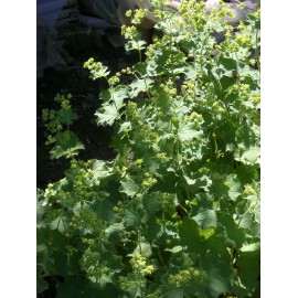 Alchemilla mollis - Frauenmantel, 45 Pflanzen im 7/6 cm Topf