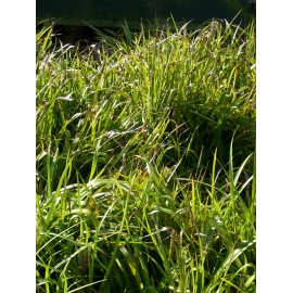 Luzula sylvatica - Wald-Hainsimse, 45 Pflanzen im 7/6 cm Topf