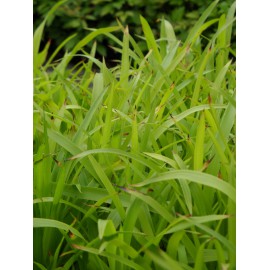 Luzula sylvatica - Wald-Hainsimse, 45 Pflanzen im 7/6 cm Topf