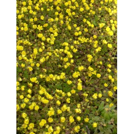 Potentilla neumanniana - Fingerkraut, 45 Pflanzen im 7/6 cm Topf
