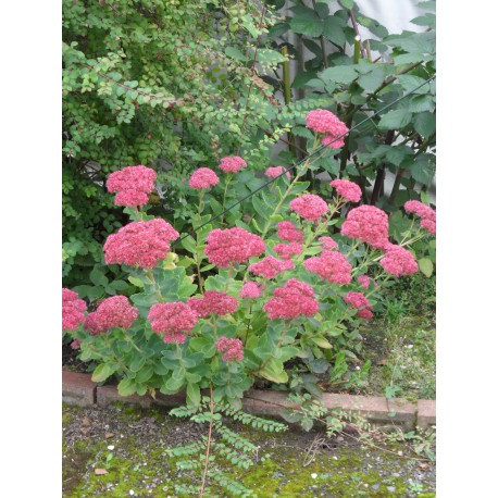 Sedum telephium Herbstfreude, 45 Pflanzen im 7/6 cm Topf