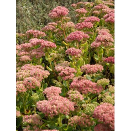 Sedum telephium Herbstfreude, 45 Pflanzen im 7/6 cm Topf