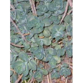 Sedum telephium Herbstfreude, 45 Pflanzen im 7/6 cm Topf
