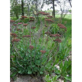 Sedum telephium Herbstfreude, 45 Pflanzen im 7/6 cm Topf