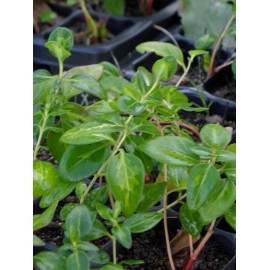 Vinca major Reticulata - Großblättriges Immergrün, 45 Pflanzen im 7/6 cm Topf