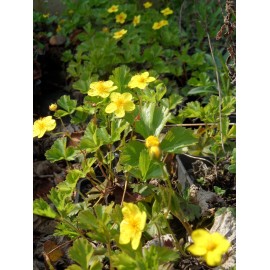 Waldsteinia ternata - Teppich-Goldbeere, 45 Pflanzen im 7/6 cm Topf