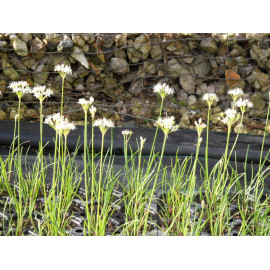 Allium tuberosum - Schnittlauch, 50 Pflanzen im 5/6 cm Topf
