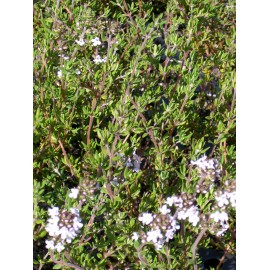 Thymus vulgaris - Gewürz-Thymian, 6 Pflanzen im 5/6 cm Topf