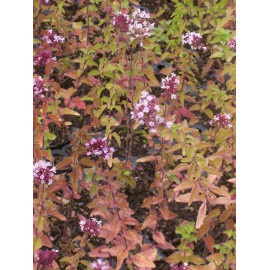 Origanum vulgare - Wilder Majoran, 6 Pflanzen im 5/6 cm Topf