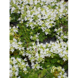 Thymus serpyllum Albus - Garten-Thymian, 6 Pflanzen im 5/6 cm Topf