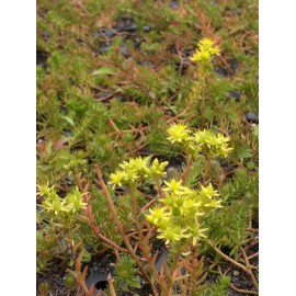 Sedum reflexum ssp. rupestre, 6 Pflanzen im 5/6 cm Topf