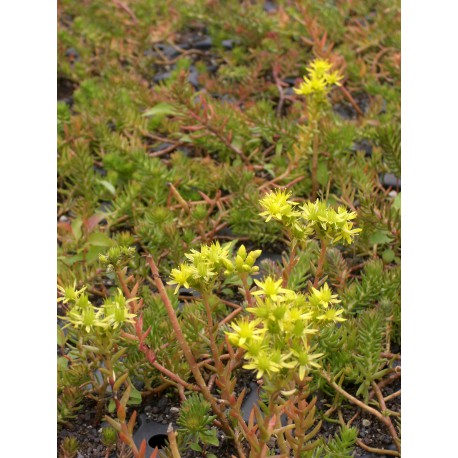 Sedum reflexum ssp. rupestre, 6 Pflanzen im 5/6 cm Topf