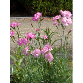 Dianthus plumarius fl. pl. Roseus - Gefüllt blühende rosa Federnelke, 6 Pflanzen im 5/6 cm Topf