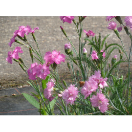 Dianthus plumarius fl. pl. Roseus - Gefüllt blühende rosa Federnelke, 6 Pflanzen im 5/6 cm Topf