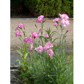 Dianthus plumarius fl. pl. Roseus - Gefüllt blühende rosa Federnelke, 50 Pflanzen im 5/6 cm Topf