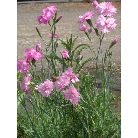 Dianthus plumarius fl. pl. Roseus - Gefüllt blühende rosa Federnelke, 50 Pflanzen im 5/6 cm Topf