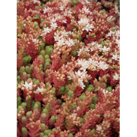 Sedum hispanicum, 100 Pflanzen im 5/4 cm Topf