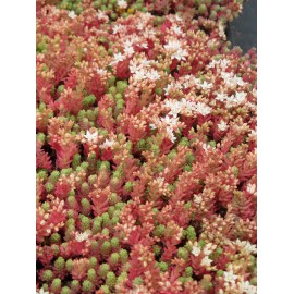 Sedum hispanicum, 100 Pflanzen im 5/4 cm Topf