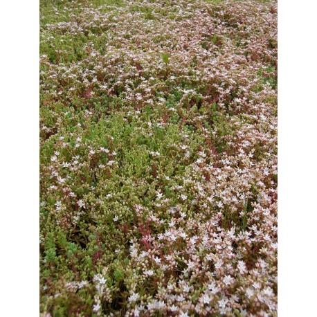 Sedum hispanicum, 100 Pflanzen im 5/4 cm Topf Sedum hispanicum, 100 Pflanzen im 5/4 cm Topf