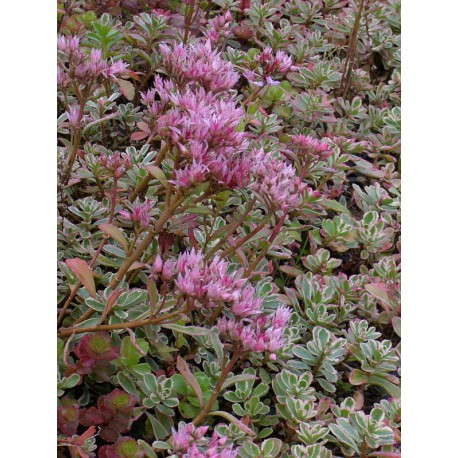 Sedum spurium Tricolor, 100 Pflanzen im 5/4 cm Topf Sedum spurium Tricolor, 100 Pflanzen im 5/4 cm Topf