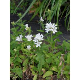 Campanula glomerata Alba - Weiße Knäuelglockenblume, 6 Pflanzen im 5/6 cm Topf