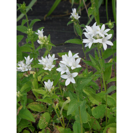 Campanula glomerata Alba - Weiße Knäuelglockenblume, 6 Pflanzen im 5/6 cm Topf