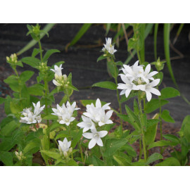 Campanula glomerata Alba - Weiße Knäuelglockenblume, 50 Pflanzen im 5/6 cm Topf