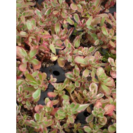 Sedum spurium Tricolor, 100 Pflanzen im 5/4 cm Topf