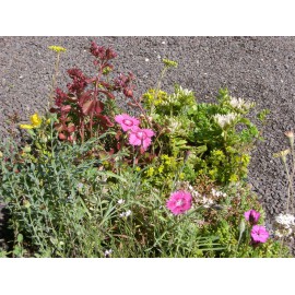 Pflanzensortiment Steinrosenflur für 3 m²