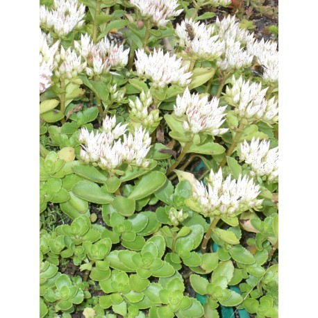 Sedum spurium Album Superbum, 100 Pflanzen im 5/4 cm Topf