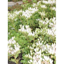 Sedum spurium Album Superbum, 100 Pflanzen im 5/4 cm Topf