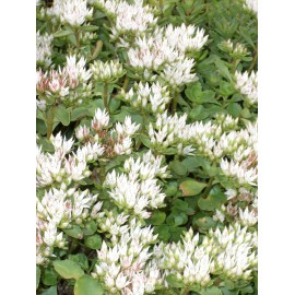 Sedum spurium Album Superbum, 100 Pflanzen im 5/4 cm Topf