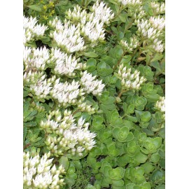 Sedum spurium Album Superbum, 100 Pflanzen im 5/4 cm Topf