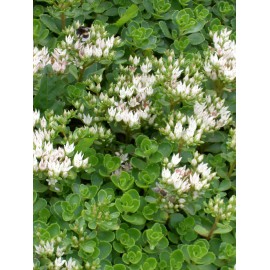 Sedum spurium Album Superbum, 100 Pflanzen im 5/4 cm Topf