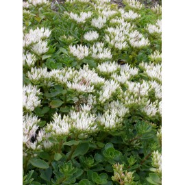 Sedum spurium Album Superbum, 100 Pflanzen im 5/4 cm Topf