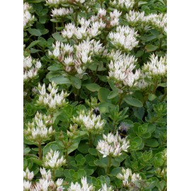 Sedum spurium Album Superbum, 100 Pflanzen im 5/4 cm Topf