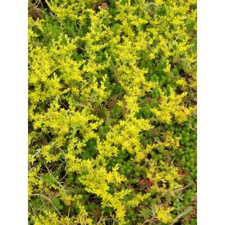 Sedum sexangulare, 100 Pflanzen im 5/4 cm Topf Sedum sexangulare, 100 Pflanzen im 5/4 cm Topf
