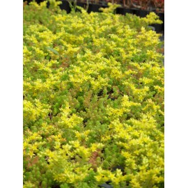 Sedum sexangulare, 100 Pflanzen im 5/4 cm Topf