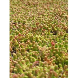 Sedum sexangulare, 100 Pflanzen im 5/4 cm Topf