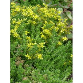 Sedum sexangulare, 100 Pflanzen im 5/4 cm Topf