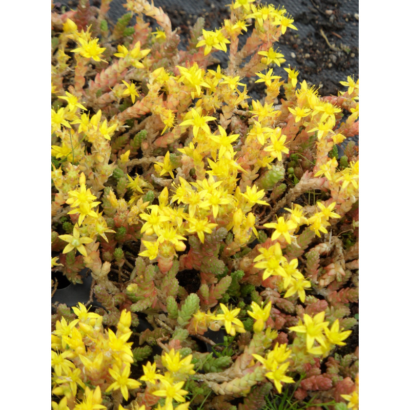 Sedum acre, 100 Pflanzen im 5/4 cm Topf Sedum acre, 100 Pflanzen im 5/4 cm Topf