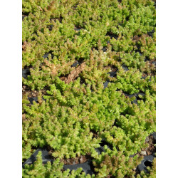 Sedum acre, 100 Pflanzen im 5/4 cm Topf